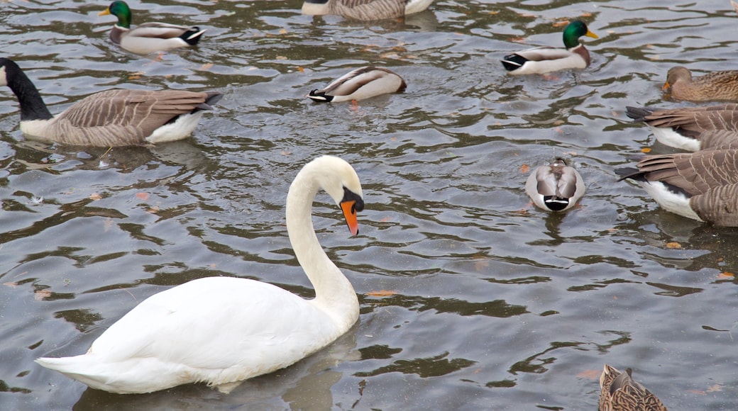 Coombe Abbey Country Park mostrando vida das aves e um lago