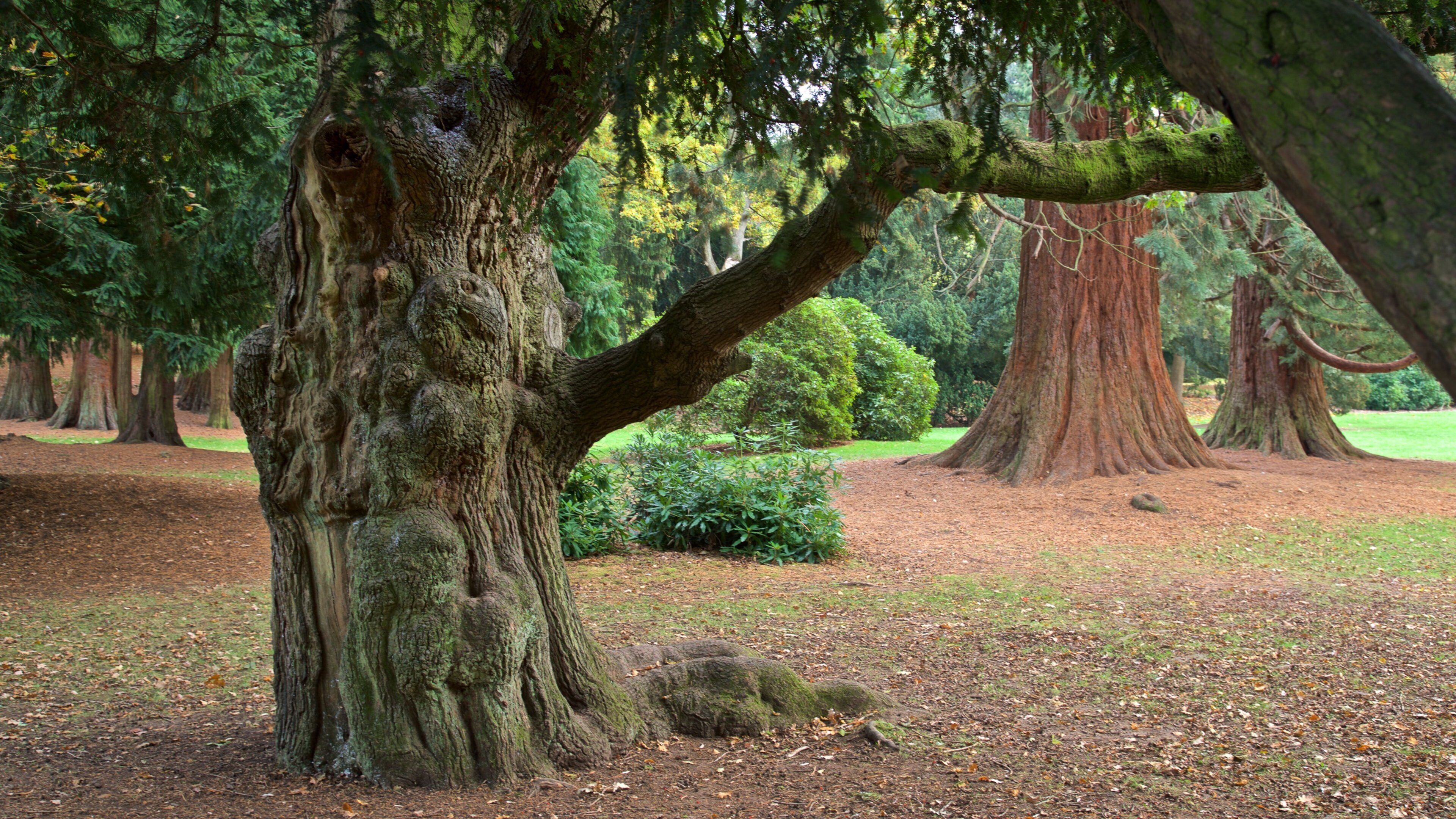 Coventry joka esittää puisto