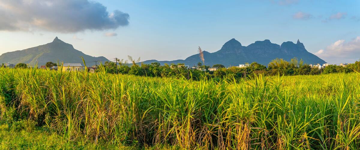 A rice field with mountains in the background.