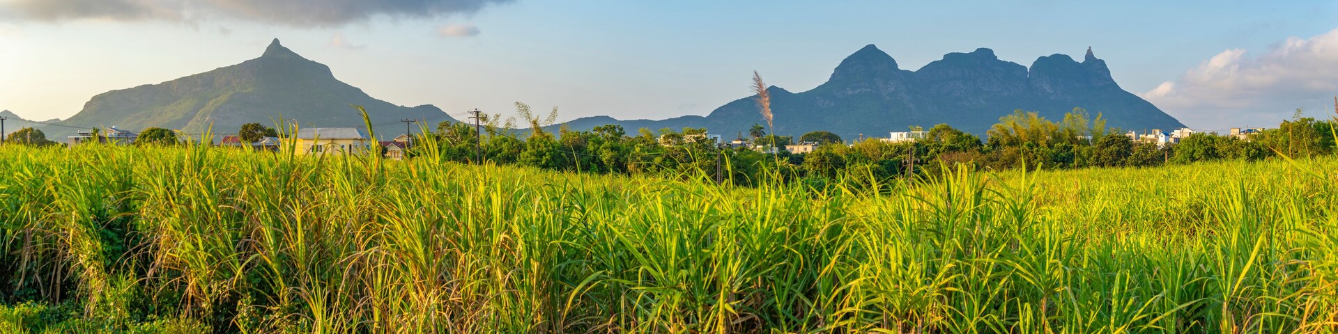 A rice field with mountains in the background.