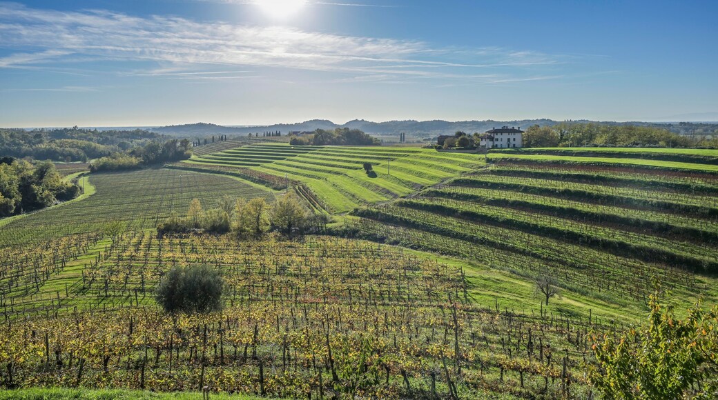 Weinberge am Weingut Torre Rosazza, Manzano, Region Friaul-Julisch Venetien, Italien