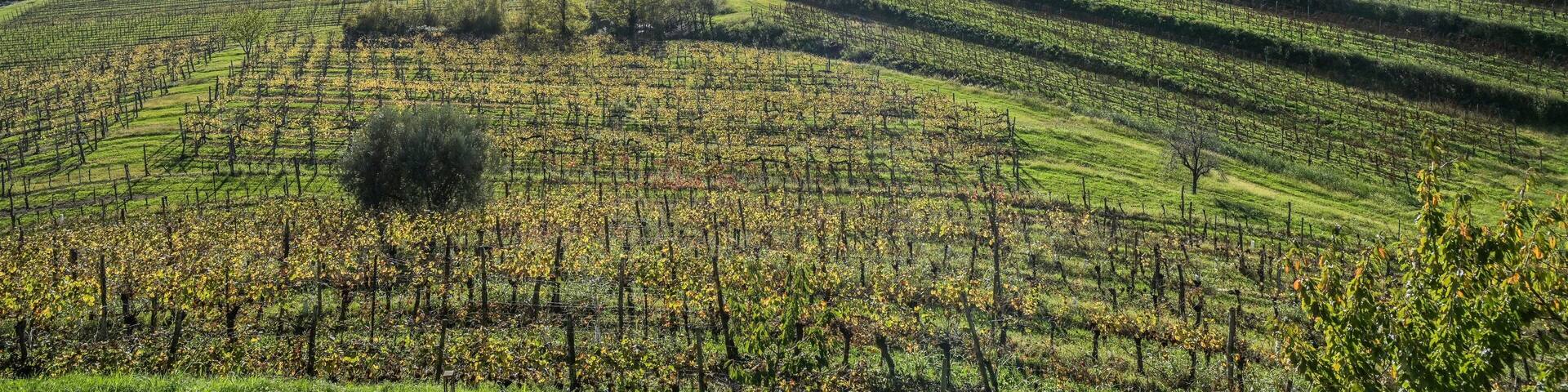 Weinberge am Weingut Torre Rosazza, Manzano, Region Friaul-Julisch Venetien, Italien