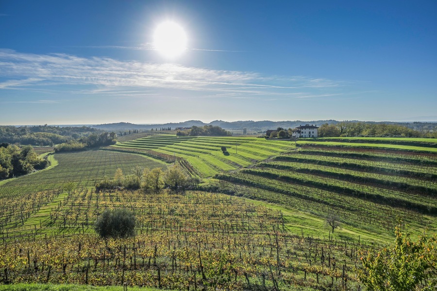 Weinberge am Weingut Torre Rosazza, Manzano, Region Friaul-Julisch Venetien, Italien