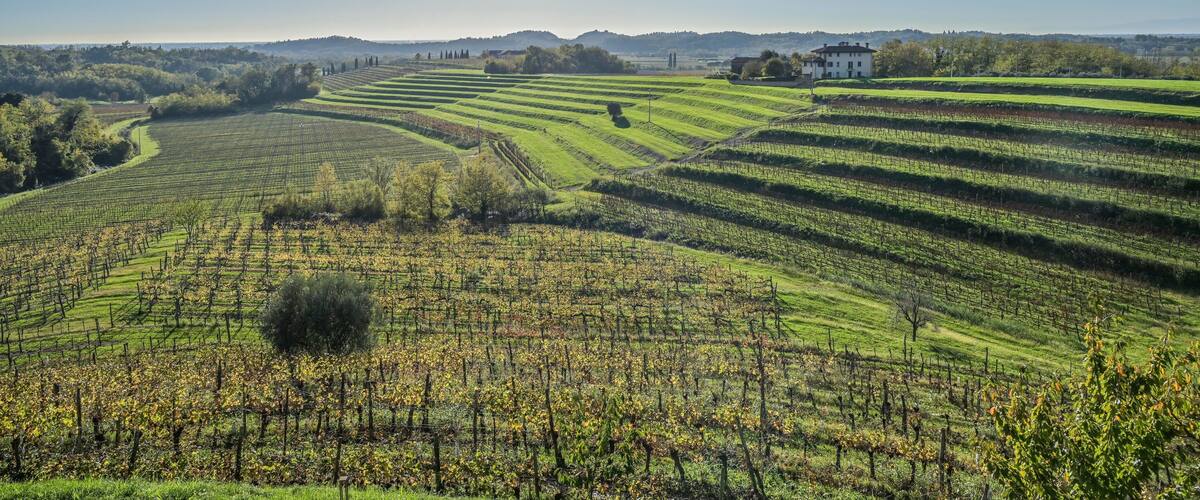 A vineyard landscape with rows of grapevines, a white building, and distant hills under a clear sky.