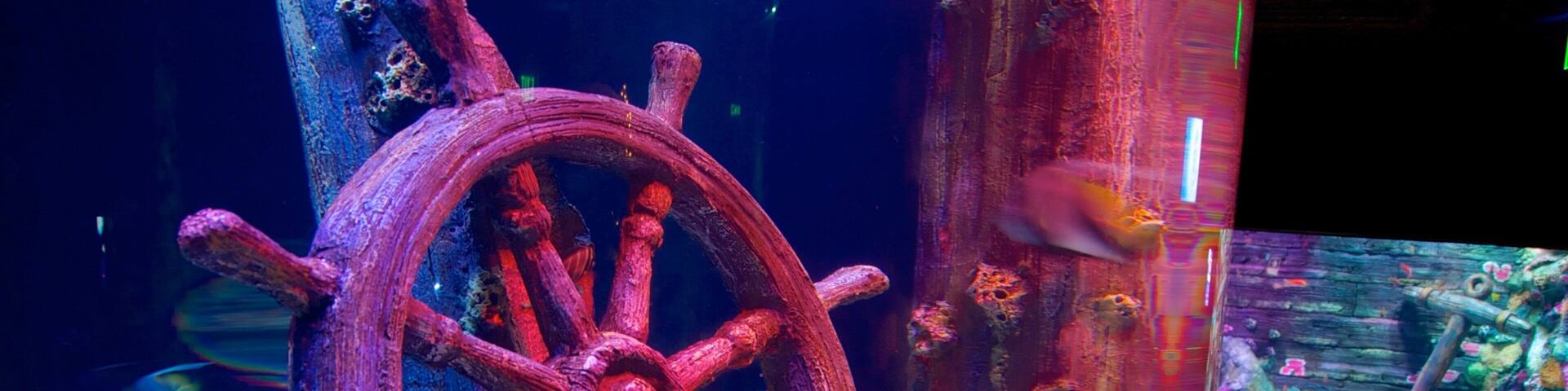 Sea Life Aquarium which includes marine life and interior views