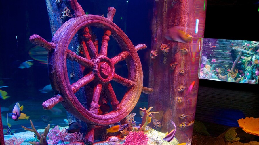Sea Life Aquarium showing marine life and interior views
