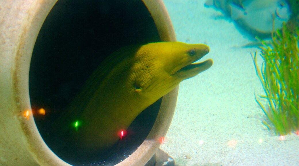 Sea Life Aquarium showing marine life