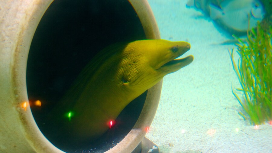 Sea Life Aquarium ofreciendo vida marina