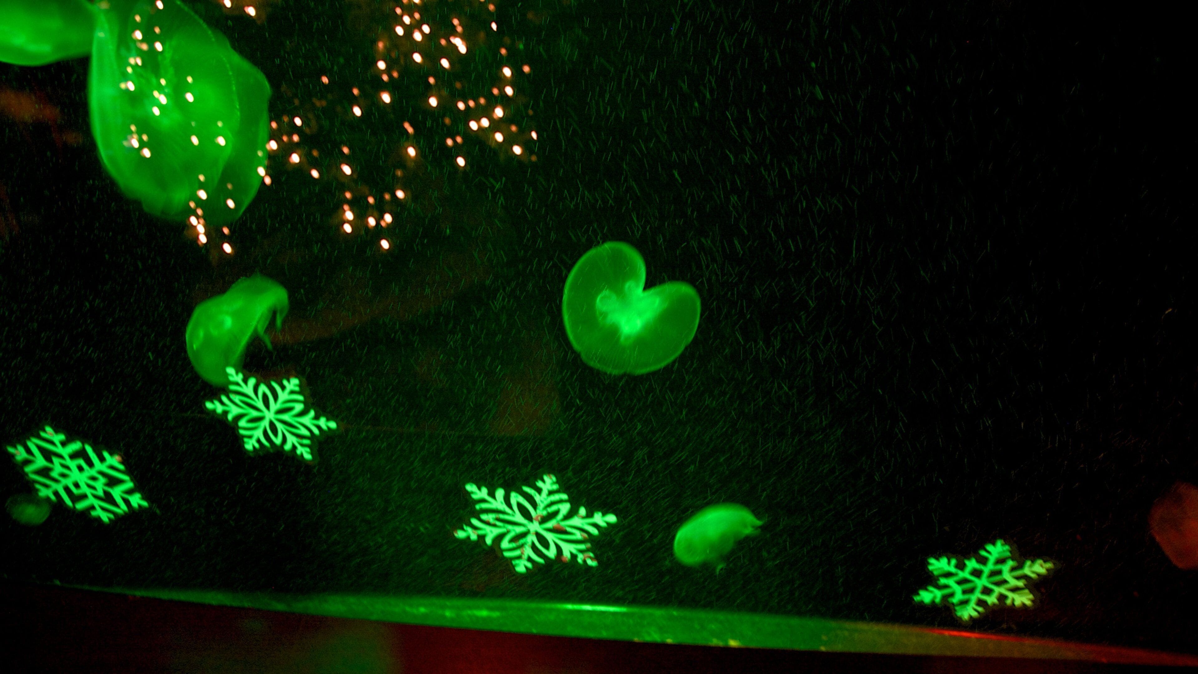 Sea Life Aquarium featuring marine life