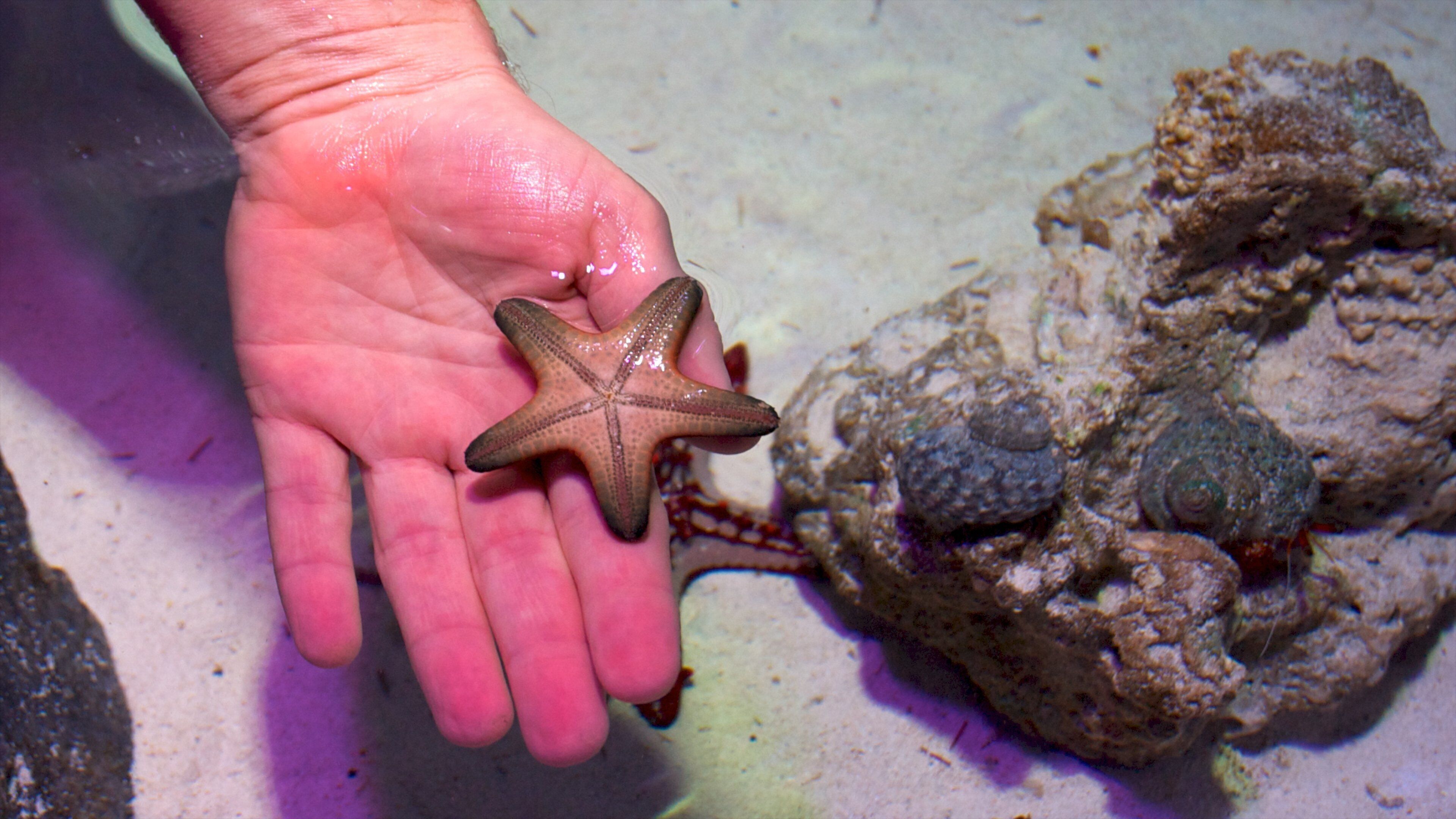 Sea Life Aquarium showing marine life
