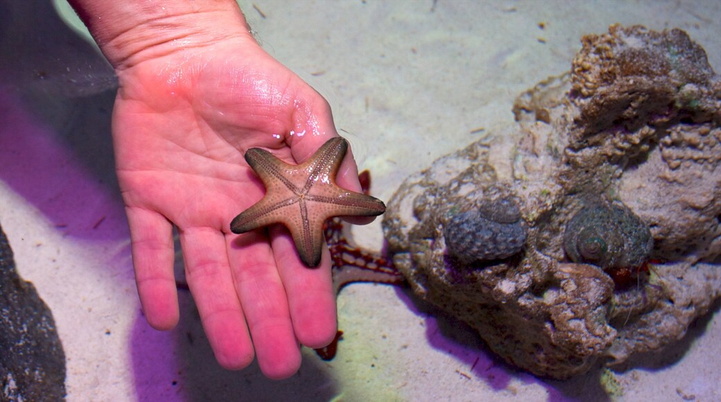 Sea Life Aquarium showing marine life