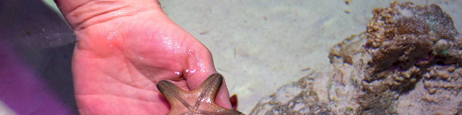 Sea Life Aquarium which includes marine life