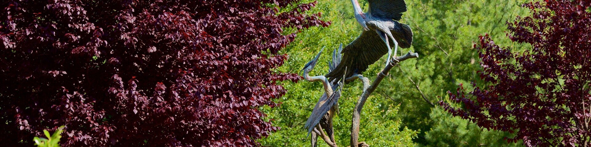 Maryland Quiet Waters Park showing a park and bird life