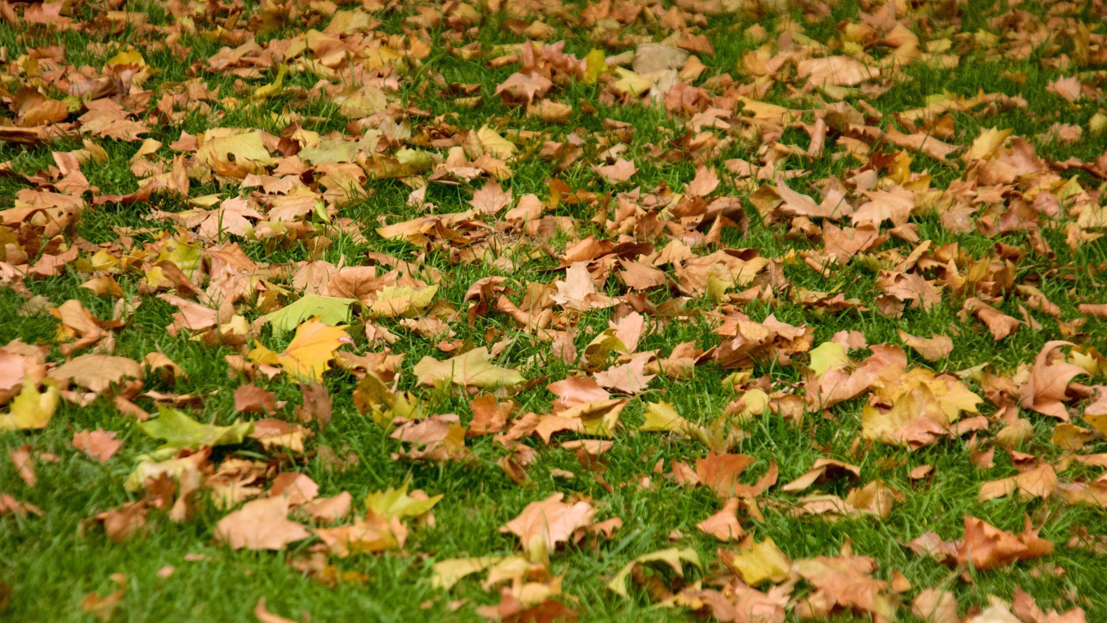 Praça da Paz que inclui folhas de outono