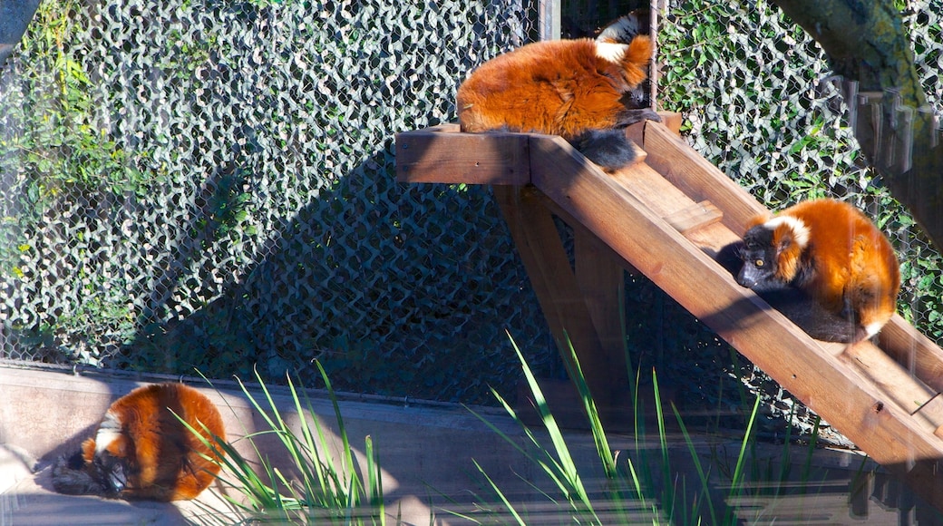快樂谷公園動物園 其中包括 動物園的動物 和 可愛或容易親近的動物