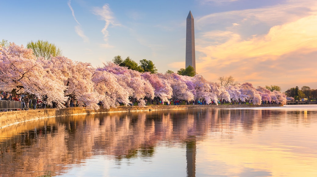 Washington DC, USA at the tidal basin with Washington Monument in spring season.