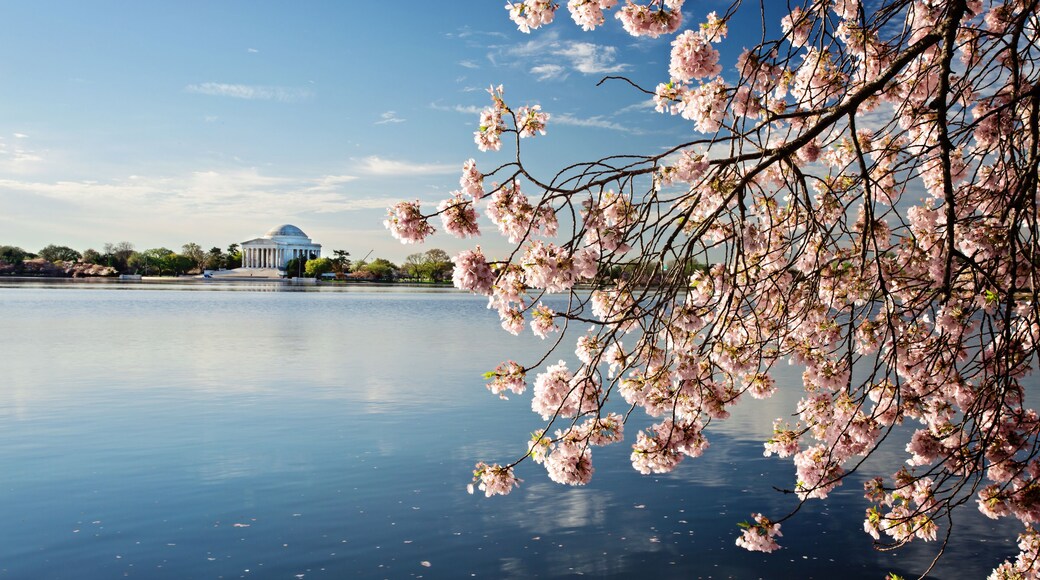 Cherry Blossoms Washington DC Sunrise