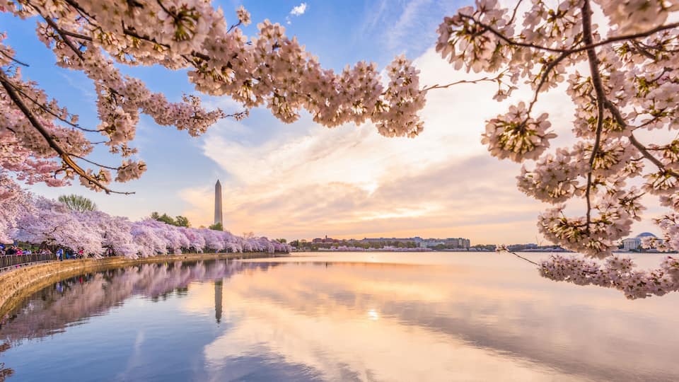 Cherry blossoms along a river with the Washington Monument in the background.