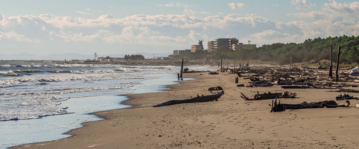 A beach with waves, driftwood, and buildings in the background.