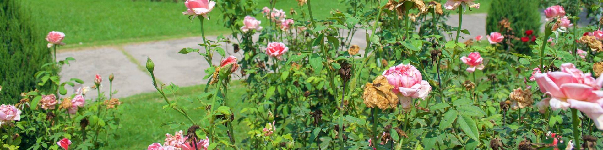 Zakir Rose Garden showing flowers and a park