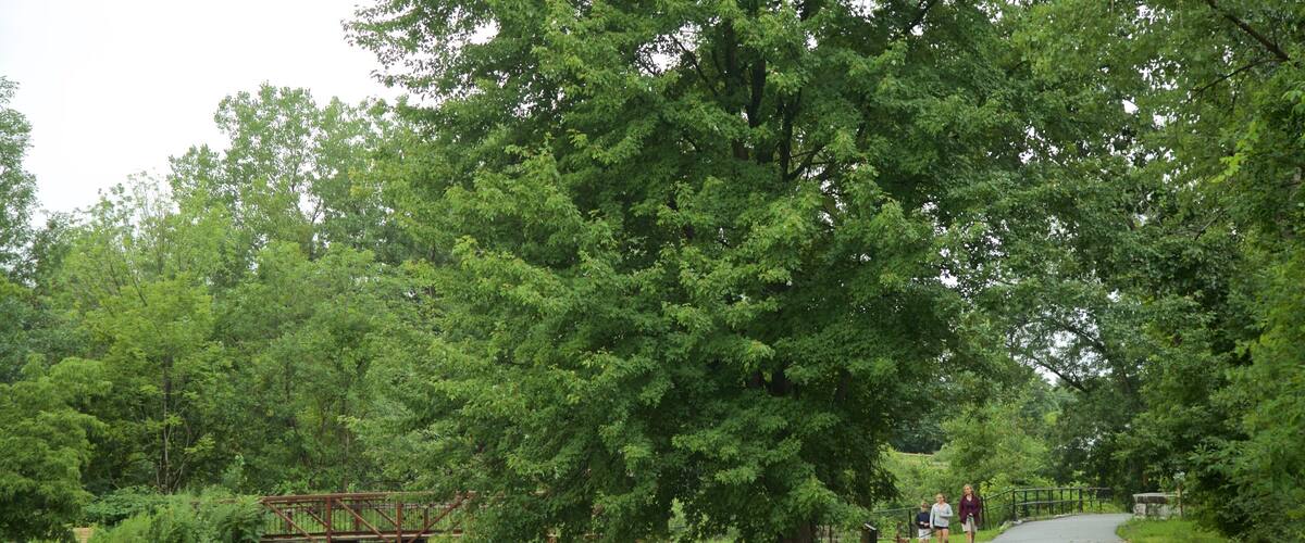 Old Erie Canal Historic State Park showing a bridge, a river or creek and a park