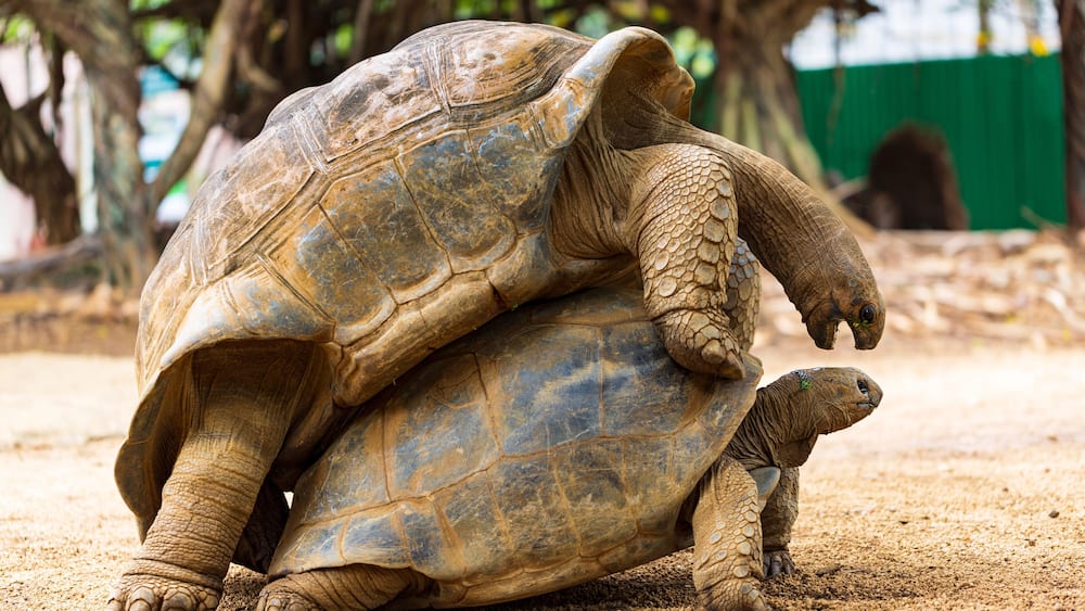 Seychellen-Riesenschildkröte oder Aldabrachelys gigantea hololissa, auch bekannt als Seychellen-Kuppel-Riesenschildkröte. Zwei Riesenschildkröten, bei der Paarung auf der Insel Mauritius