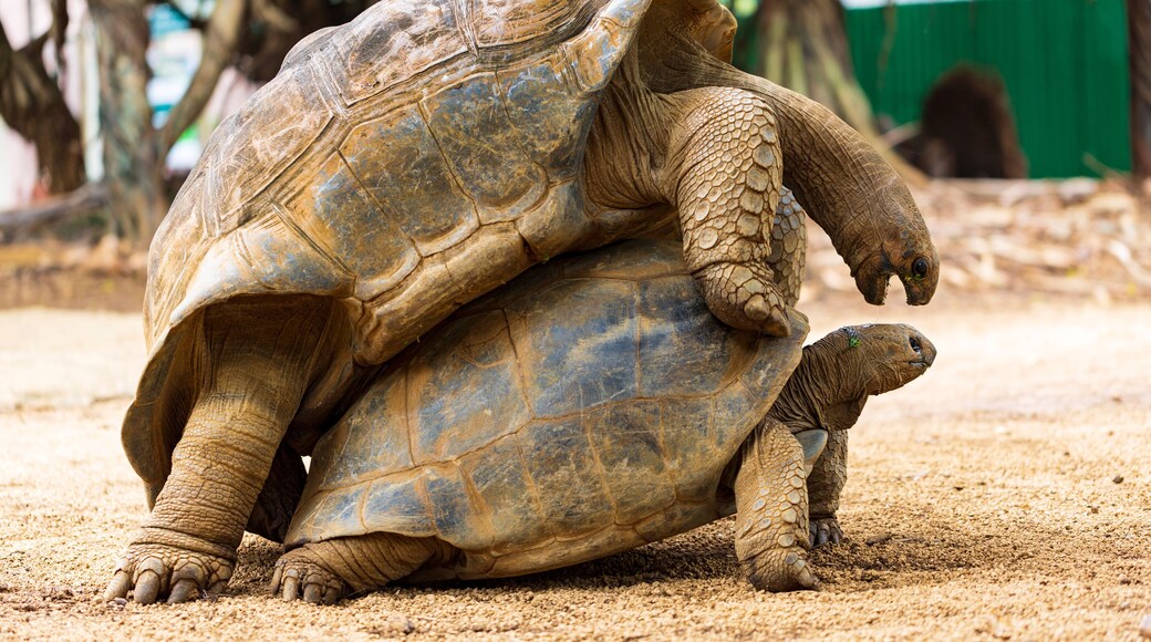 Rivière des Anguilles