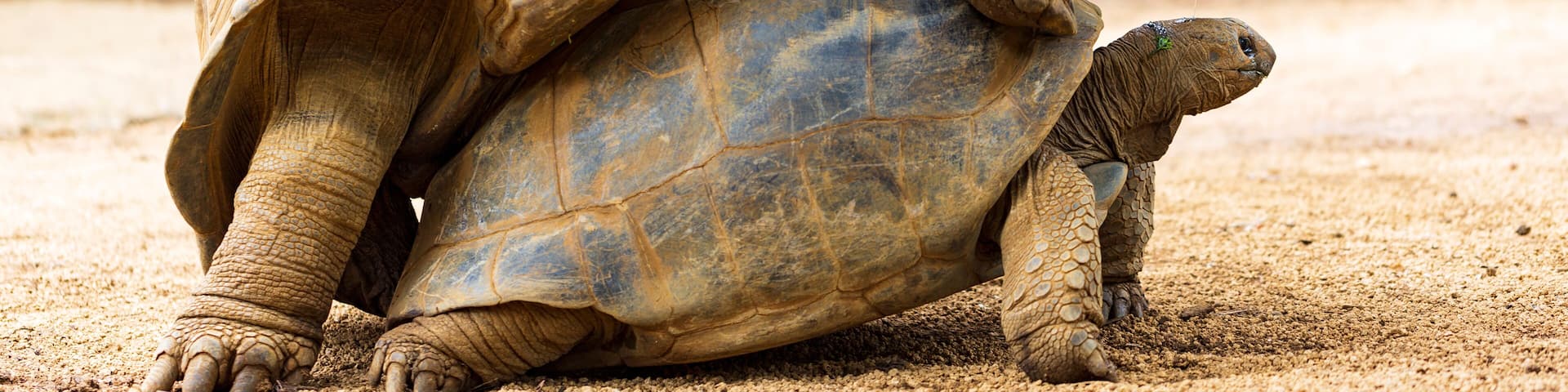 Seychellen-Riesenschildkröte oder Aldabrachelys gigantea hololissa, auch bekannt als Seychellen-Kuppel-Riesenschildkröte. Zwei Riesenschildkröten, bei der Paarung auf der Insel Mauritius