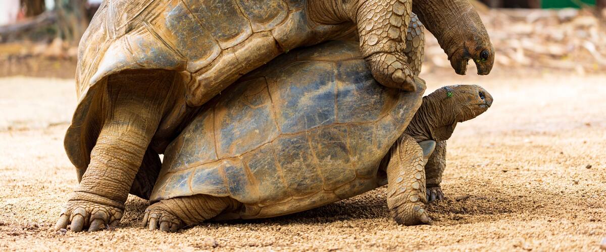 A large tortoise with a smaller tortoise on its back.