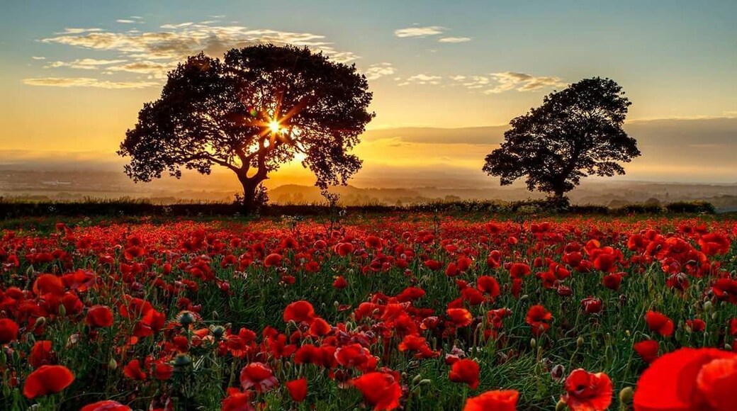 Field on.Crawlees Road, Early July