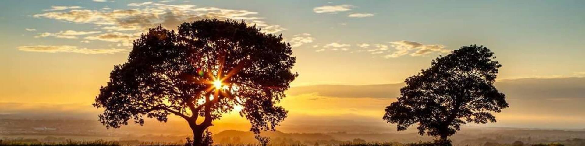 Field on.Crawlees Road, Early July