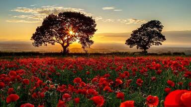 Un campo de amapolas rojas con dos árboles silueteados contra el atardecer.