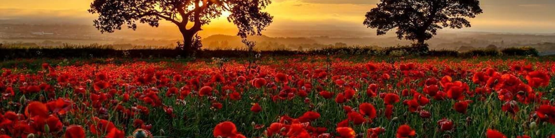 Field on.Crawlees Road, Early July