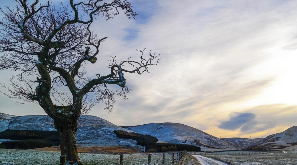 Half an hour south of Edinburgh these beautiful hills offer an opportunity to wander for hours. This was late afternoon mid November. Gorgeous light.
