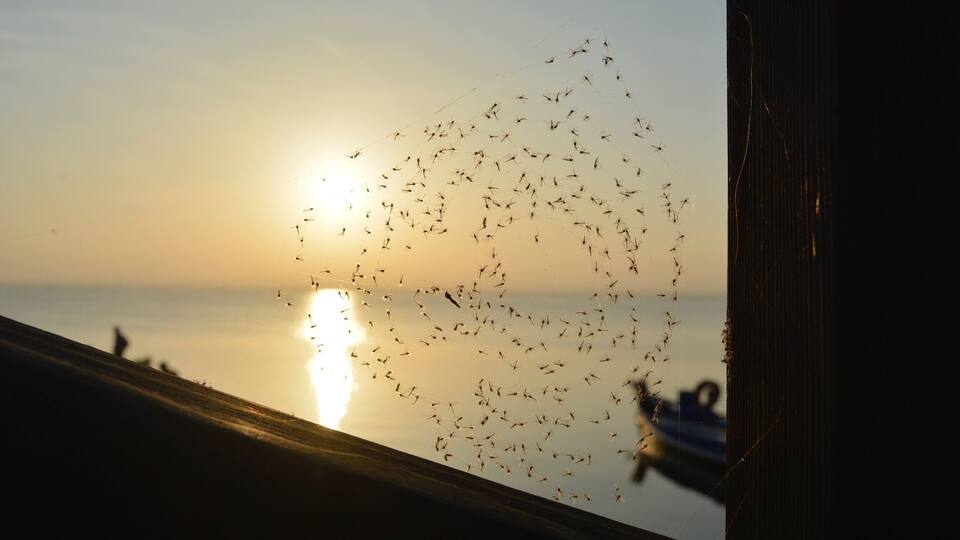 A sunset over a body of water with a flock of birds flying in the sky.