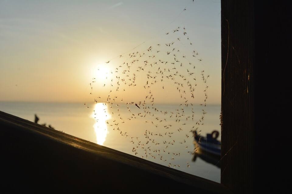 A sunset over a body of water with a flock of birds flying in the sky.