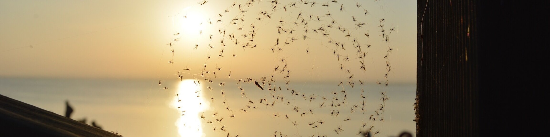 Nuestro propio paraíso... nuestra Albufera...
Our own paradise... our lake, Albufera
#nofilter #peaceful #life #love