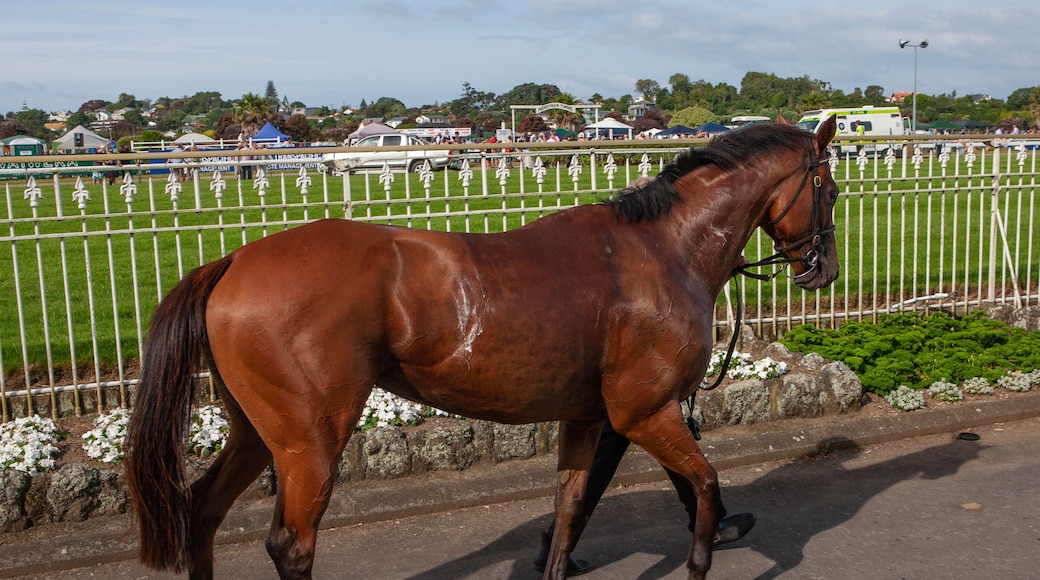 Hipódromo de Ellerslie
