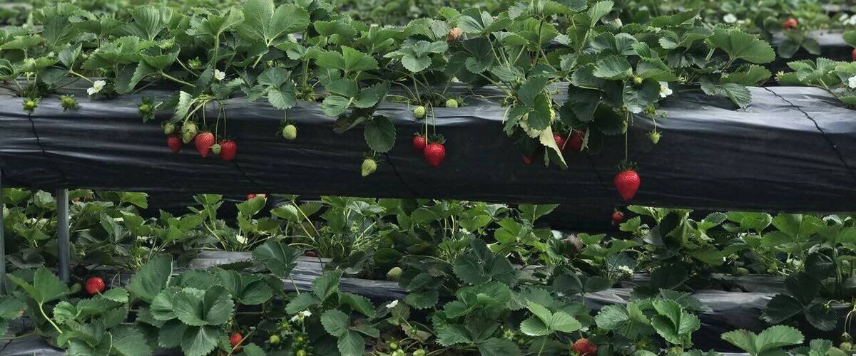 Strawberry Farm, at La Trinidad, Benguet Baguio, City #fresh #red #sweet #green #travel