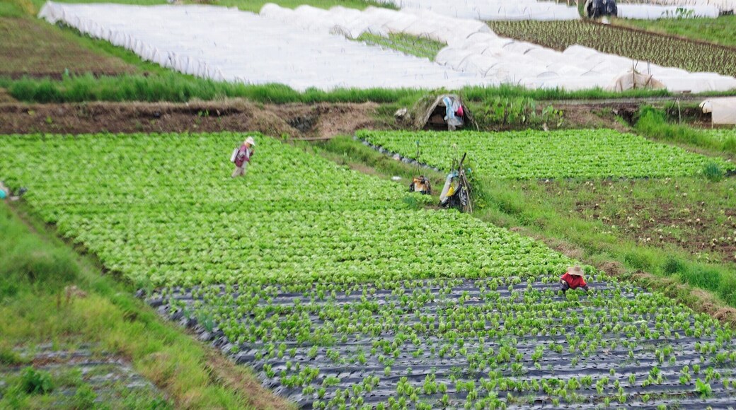 Have a taste of fresh strawberries from this farm. #roadtrip