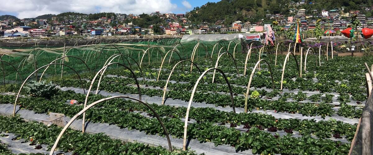 A large greenhouse with rows of plants, a town in the background, and a hill with houses.