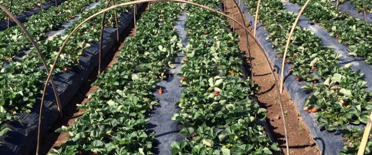 Strawberry Farm, tourists who want to buy are encouraged to pick them by hand. They are assisted to an area for strawberry-picking. A tip is to enter the farm first and not haggle with the people at the gate to get the best bargain from farmers on the inside. #farm #strawberry #baguio #farmer #fruit #plant