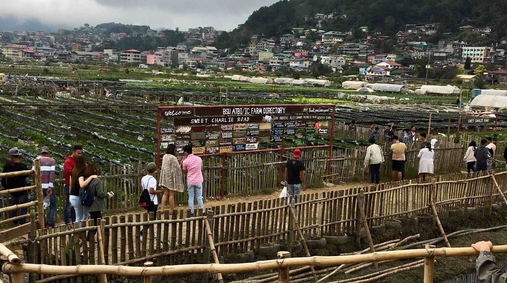 One of the tourist spots in Baguio City, Philippines is at La Trinidad, Benguet called Strawberry Farm, in here you can buy cheap Baguio vegetables, souvenirs plus strawberry jam, strawberry ice cream, strawberry wine and the highlights you go pick strawberry at the farm and take pictures. Photo is the entrance going to the farm taken last Dec.20, 2018 my phils. vacation. #Perspectives Photo Contest