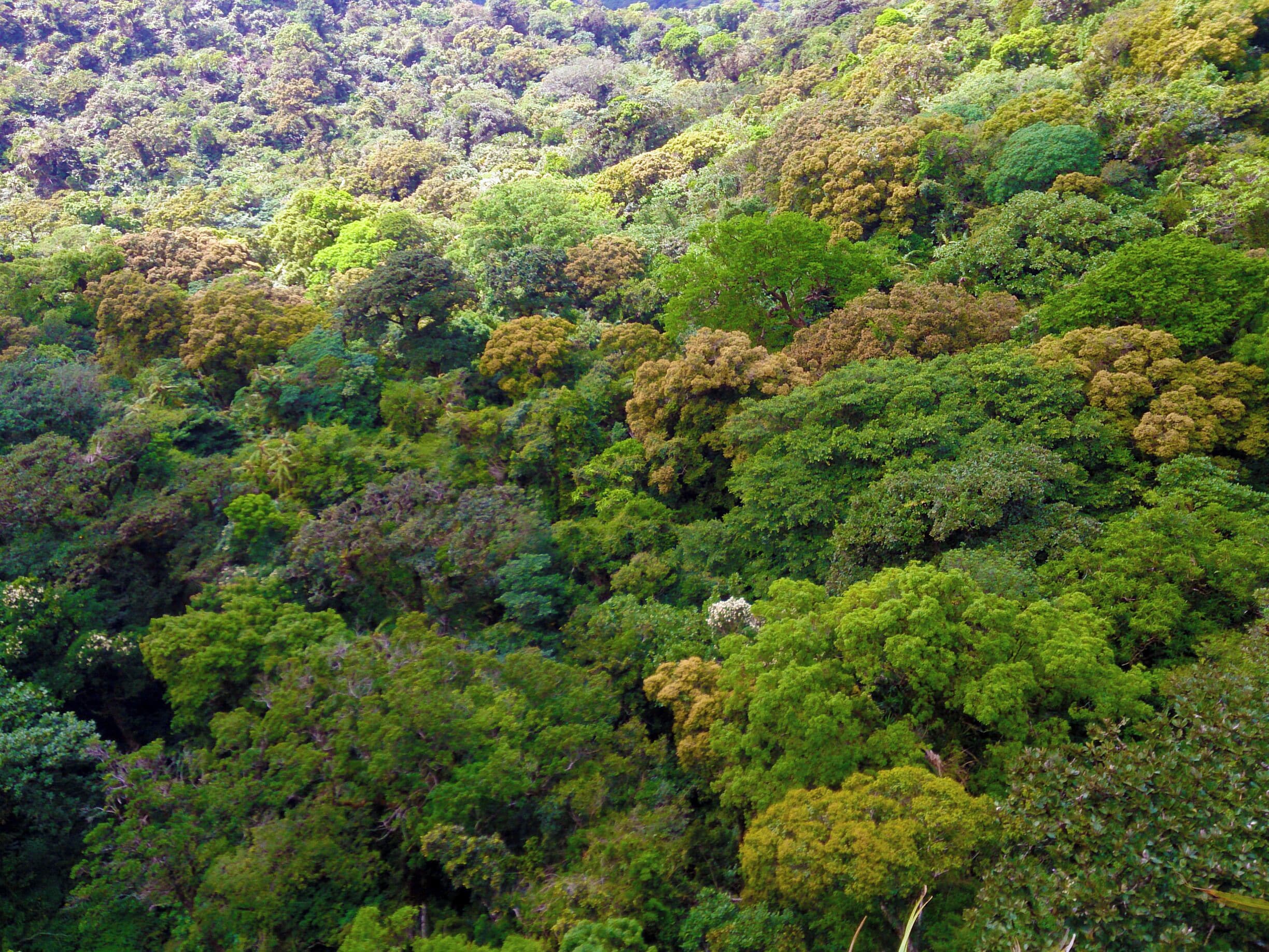 Nothing but trees. 
#Mountaineerin #Green #Nature #PhotograTree