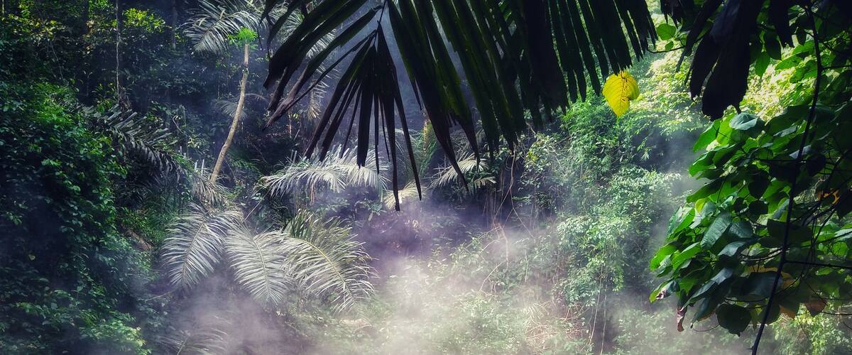 A misty river surrounded by dense tropical foliage.