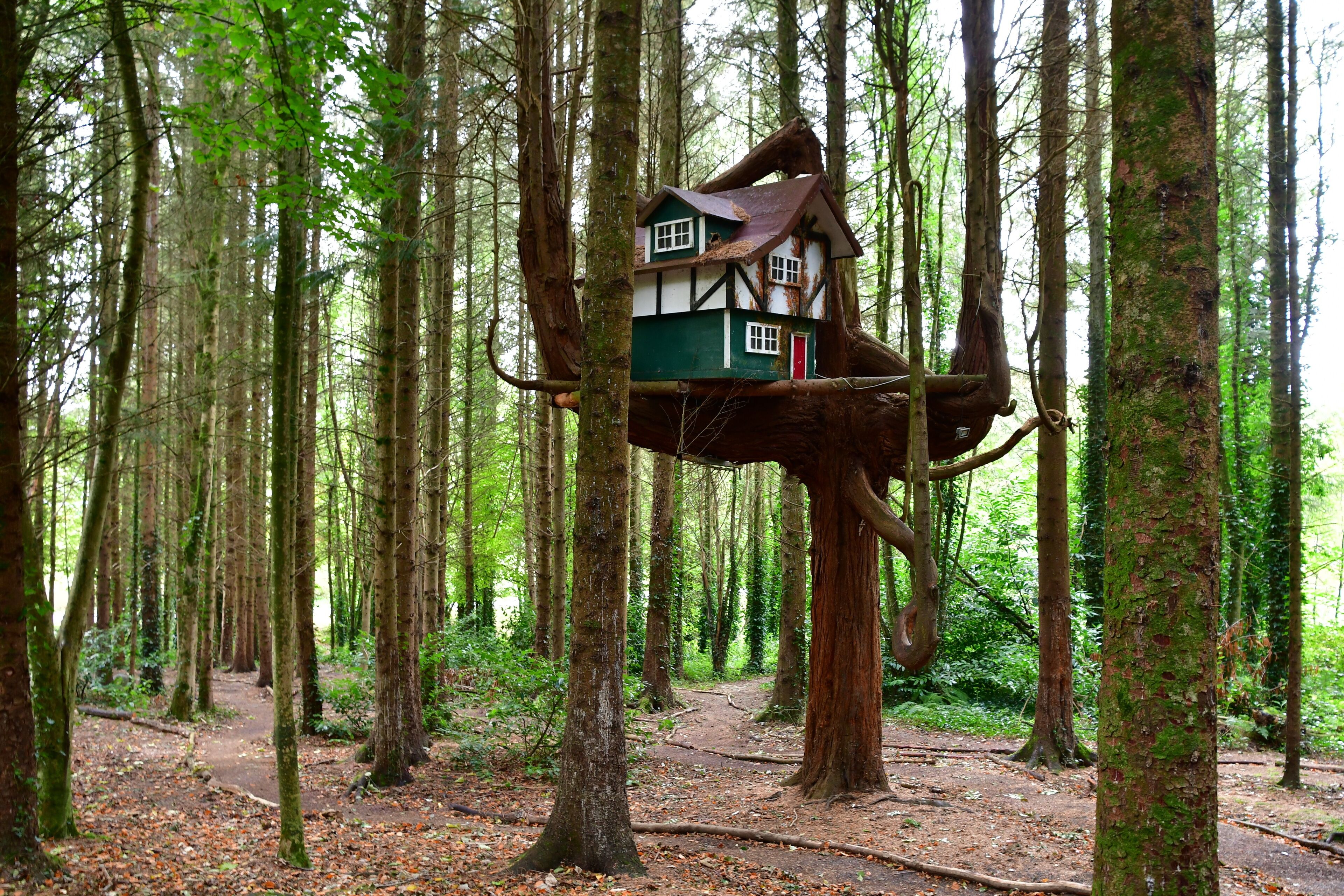 A treehouse in a forest.
