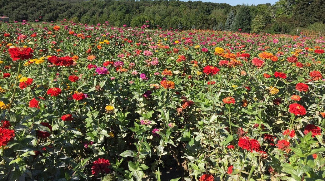 Pretty zinnia field in Marlboro NY #Colorful