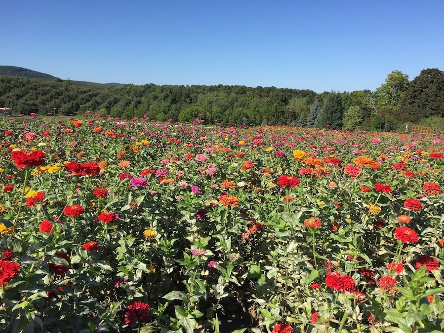 Pretty zinnia field in Marlboro NY #Colorful