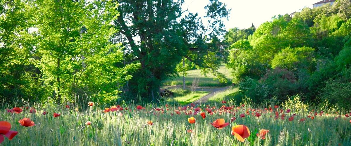 Through this poppy field, runs the pilgrims’ route from Arles to Compostela (the Arles route). Montesquiou has a current population of 605 people and has few restaurants but some of the best food we've ever eaten. #green #montesquiou #france