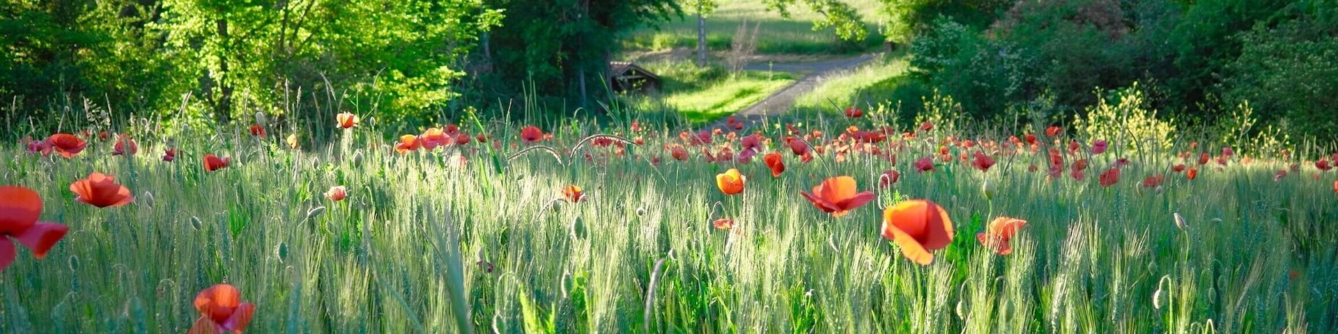 Through this poppy field, runs the pilgrims’ route from Arles to Compostela (the Arles route). Montesquiou has a current population of 605 people and has few restaurants but some of the best food we've ever eaten. #green #montesquiou #france
